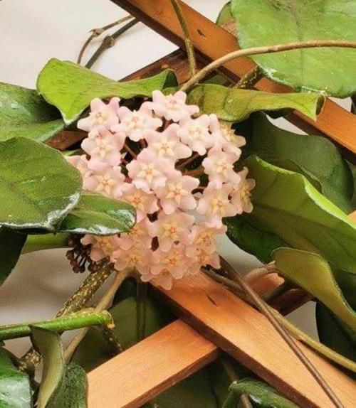  「球兰」球兰很怪异，必须用“小盆”种，藤蔓才能长，开花才能更多