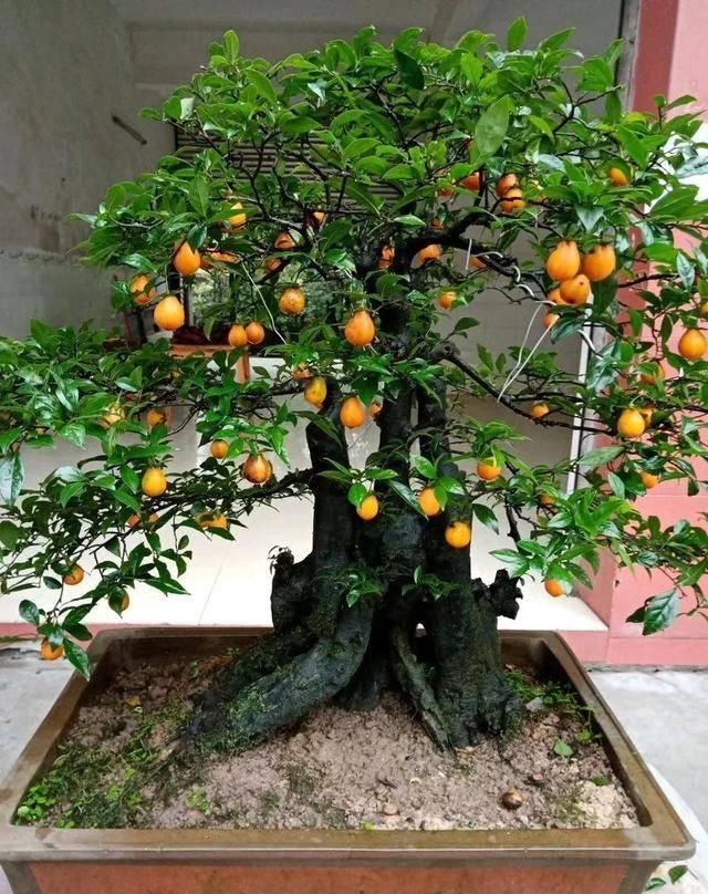 『家里养上几盆』春天在家养盆“吉祥花”,旺运又旺宅,招福又招财,越养越值钱