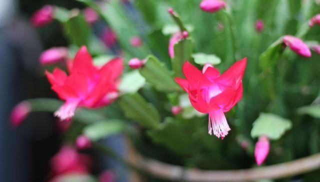  【植物】勤快人养不好“蟹爪兰”，常干这几件事，年年不开花