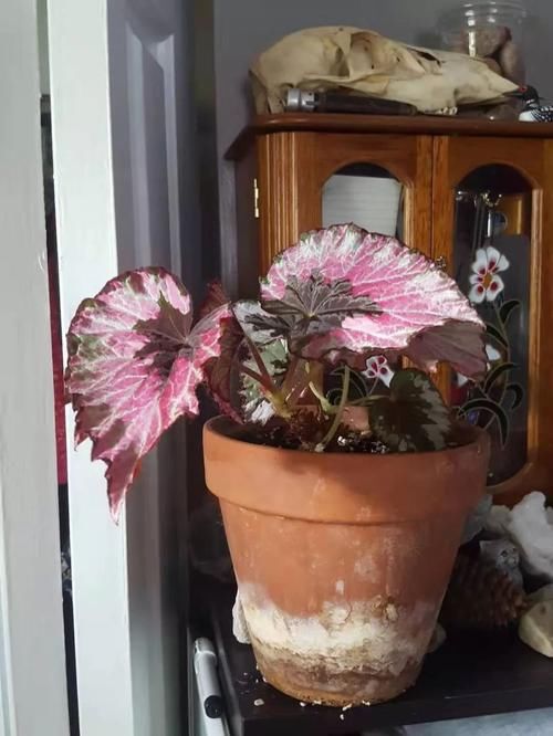 #家里#家里养的植物开不了花别怪卖家,有可能是你这几点没做好