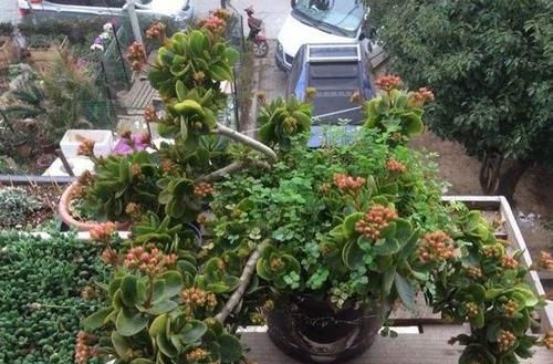 让长寿花■长寿花忘在阳台，3个月后“野蛮生长”成老桩，无心插柳柳成荫