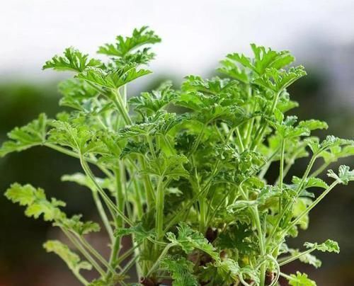  「空气」3种草花香气浓，净化空气驱蚊虫，让你天天睡得香