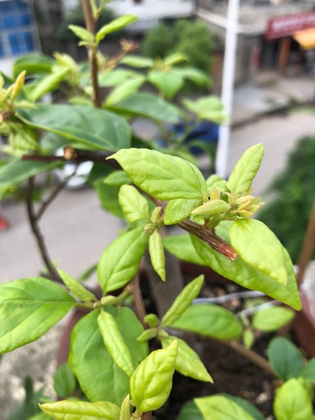  #植株#三角梅1朵都不开，叶子嗖嗖冒？赶紧用3招，15天就开花