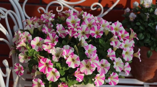  适合@适合新手养的盆栽花，不用怎么打理，花多易爆盆，花期超半年！