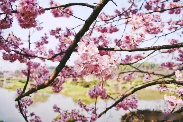  「樱花」中国这些花开成海的地方，美极了