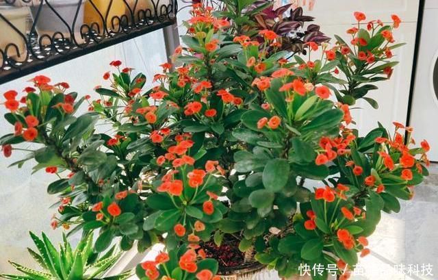 「刺梅」室内养虎刺梅,注意“这些事”,四季有花看,每次都爆盆