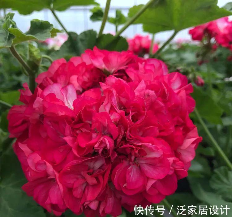 每种■110种天竺葵,每种都超美,看看你认识多少种?