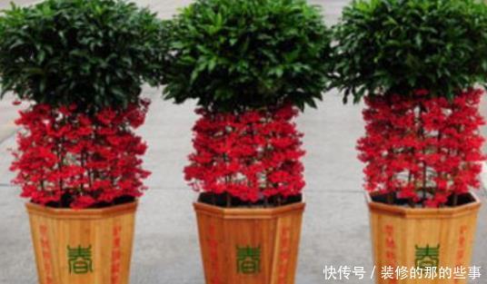 「适合」在家最适合养这3种花草,既好养寓意还佳,家人兴旺财源广