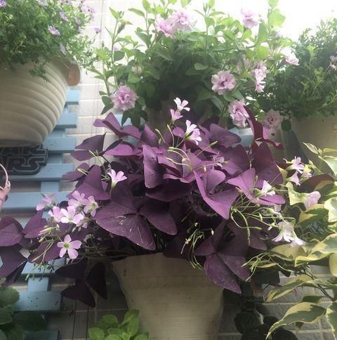  够快速：养花最怕“乱浇水”，按照此“原则”，能省“十年养花功”