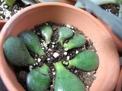  「用叶片繁殖」一片叶子就能繁殖的花卉，你还出去买？