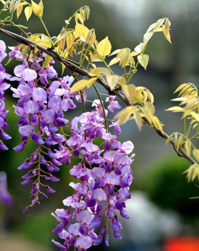  「小花」挂在空中的“梦幻小花”,开出成穗颜值高,紫藤花魅力让人抵不住
