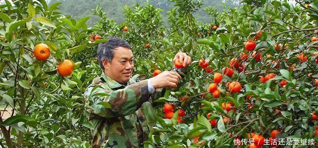 农民种植小小“黄金果”，年赚三十多万