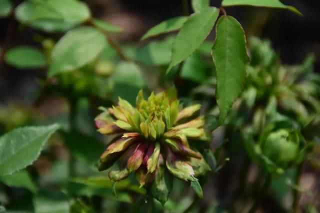 麻叶绣线:春花含情付春光,蔷薇园里漫芬芳