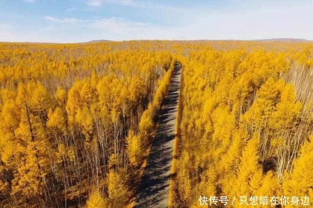 呼伦贝尔的秋天，美的太高级