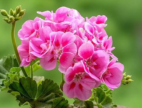  「漂亮」家养这几款植物，丢到阳台，花开艳丽夺目，好养又漂亮，幽香暗淡