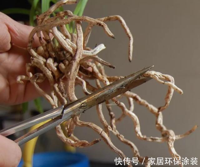  [些花友养]兰花养爆了盆，春天1个小技巧，分出20盆，瞬间变大户！