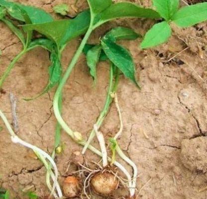  「可惜」玉米地里的一种野草15年前天天挖，现在一斤50元可惜大