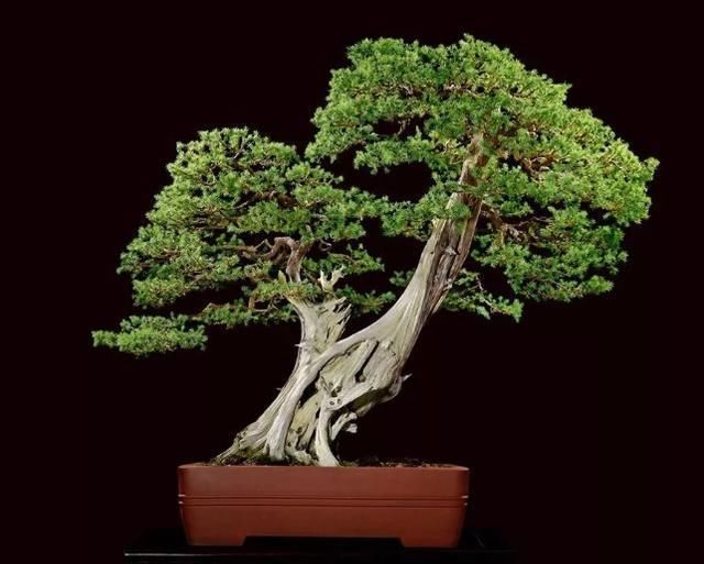  『研究』玩盆景养老桩，植物能被恶言骂死？声音原来对植物还真有所影响