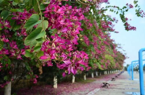  『观赏树木』红花羊蹄甲是美丽的观赏树木，花大，紫红色，花香