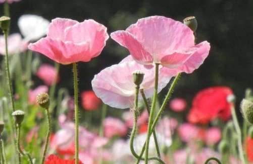  『暗淡』打造阳台“氧吧”，就用5朵小花点缀，花开幽香暗淡，窈窕美丽