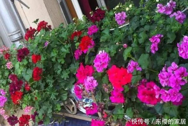 「亲民」如何寻找''亲民高效肥''?靠它们给花草施肥,氮磷钾钙全齐了