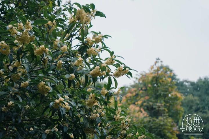 2019杭州最美旅游时间表出炉 承包你一整年的旅行！