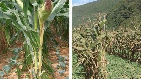  「玉米」想在玉米地里套种萝卜，请问需要给玉米去顶吗？