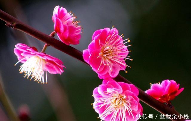  「家里」喜欢在家里养花，就选此3种，花色鲜艳香味十足，阳台养一盆真美