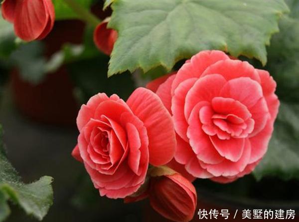 『不好过』气温升高,这3种花别买了,不好过夏,很容易黄叶烂根