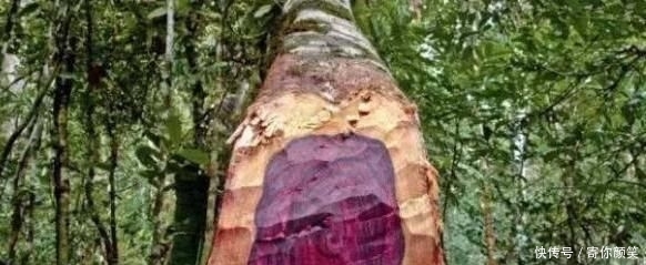  暗香■农村1“柴火”，能替代“紫檀”，木质密集、有暗香，很是