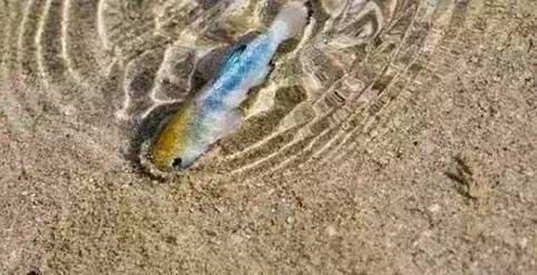 世界上最失败的沙漠,水比沙子多,不仅能捕鱼捉虾还能潜水游泳