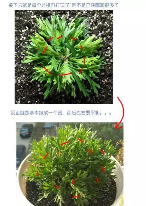 #玛格丽特#网红开花神器格丽特,一开300多天,做好3点,盆盆爆成大花球