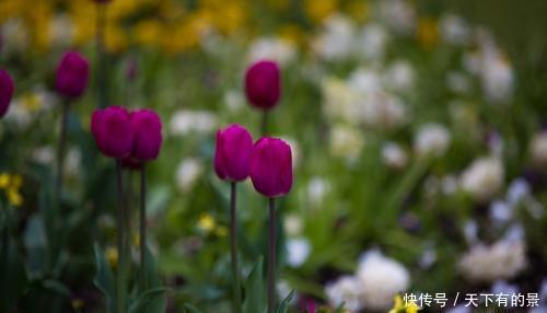  『种植』花卉种植技术：初春花卉植物养护的注意事项！