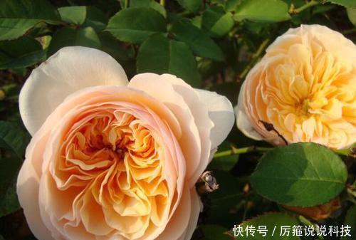  【名花】此款世界名花，开花漂亮，养护容易，是家庭盆栽佳品！