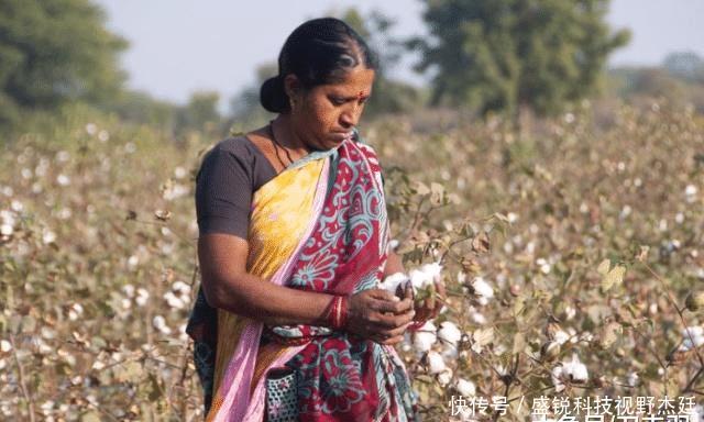  们中国■印度把他们的棉花低价卖给我们国家，再用高价买回去，