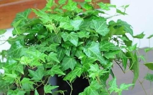  『家里』这几款植物养在家里，沾土就能活，不易生病好养护