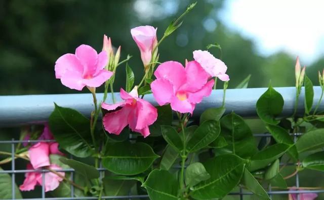 值得|三种花“不怕热”,5月养几盆,呼呼开到秋,值得养