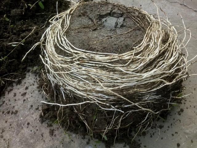 「得像」急性子就养铜钱草,俩月爆满整个家,多得像生物入侵