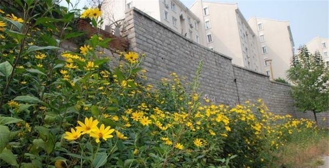  菊芋：日本视它高端菜，引入中国曾被大量种植，如今遭农民痛恨