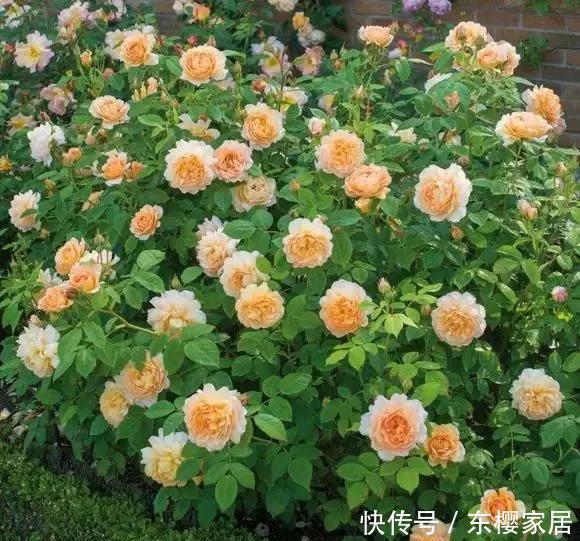  「只养」只养这1种花，就能打造绝美花园和阳台！月季品种和养护要点！