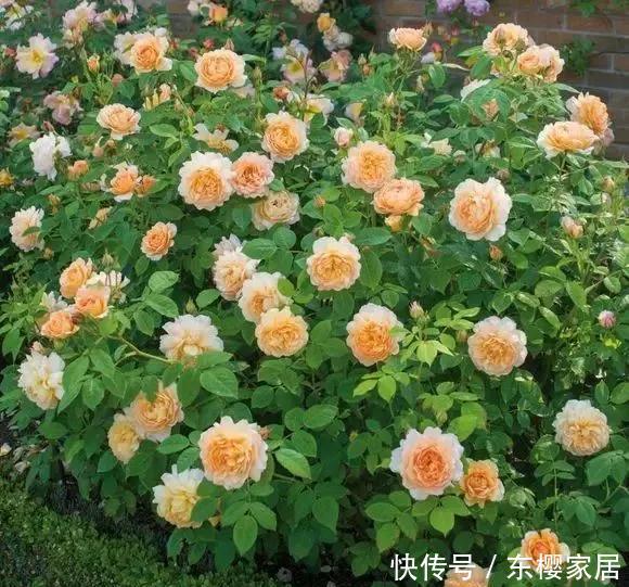 「只养」只养这1种花,就能打造绝美花园和阳台!月季品种和养护要点!