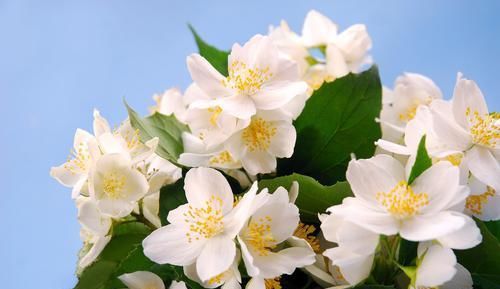  『种花』3种花很耐剪，开花数量跟施肥无关，修剪的越狠，开花就越多