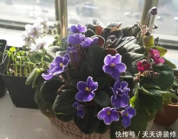  [光照]房子采光差，还想室内盆栽花？首选4种植物，给点光就花开灿烂