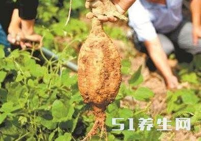 女人最好的“胶原蛋白”是它，吃后不贫血不发胖，去除皱纹更年轻