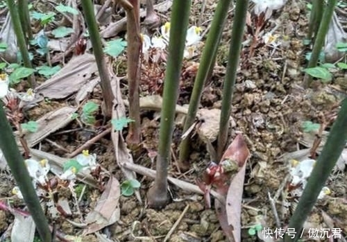 【地面】在山沟里,1种野果像“杨梅”,果子却在地面生长,珍贵、别去踩