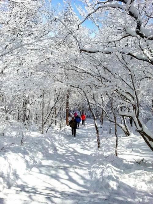 大雪过后的黄山，美景迭出