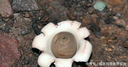  不能吃|若你老家有这种野生物，请保护，别让城里人采去卖钱，它