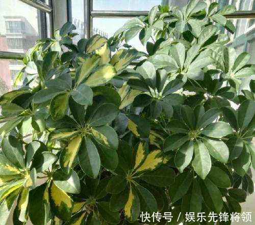  [种植]花卉种植技术怎么种植发财树，发财树枝干枯萎的原因是什么