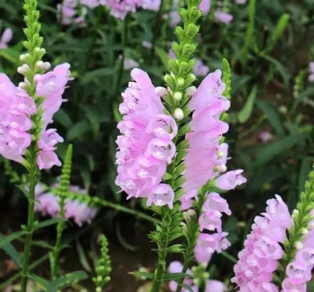  『适合』这些花适合种在小花坛里，色彩斑斓，美如画