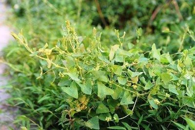  路旁：猫爪刺常生长在山地路旁及沟边潮湿地方，叶柄具倒生皮刺